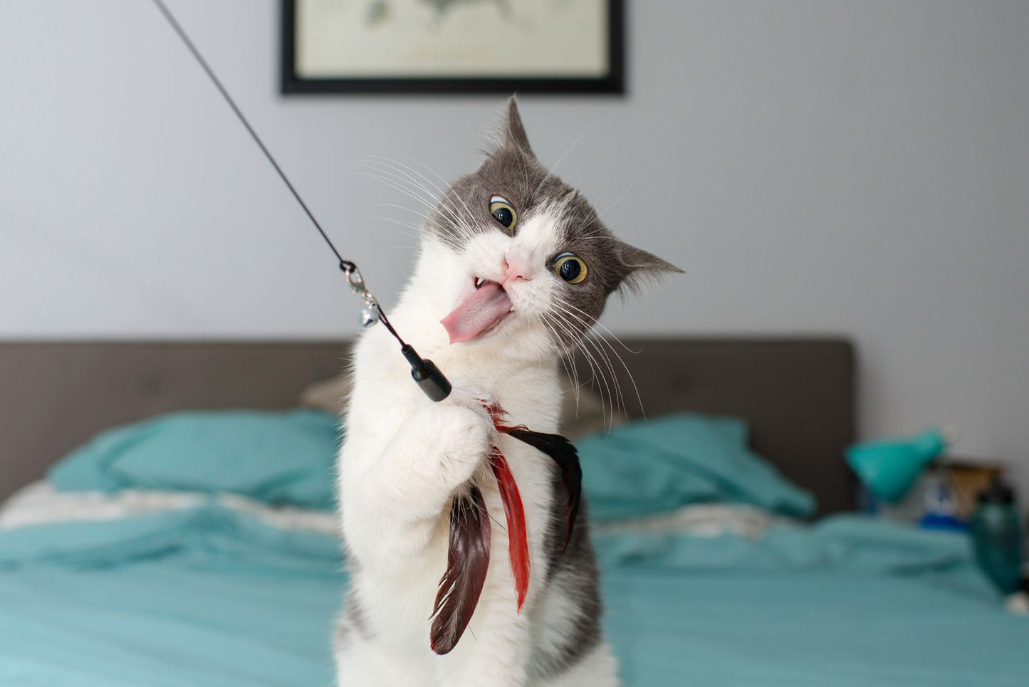 COLLAR CON PLUMAS PARA GATO