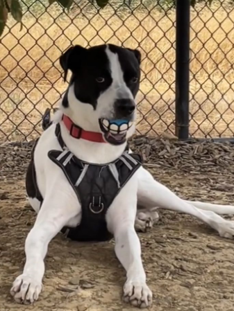 PELOTA PARA MASCOTAS DIENTES